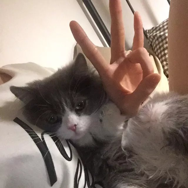 夏侯菁蓝晓