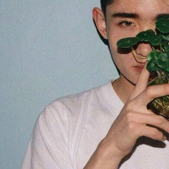 柯娴薇叶
